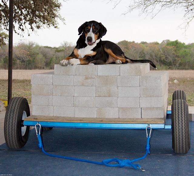 十大最护主的狗，十大最护主的狗大型犬（十种尽忠职守的护卫犬）