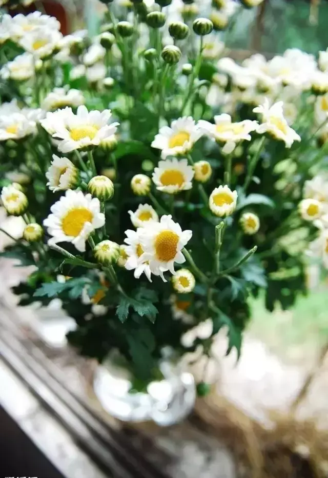 各种花开放的时间（100种常见花的花开时间附图）