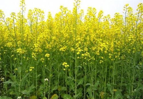 油菜一般指的什么，农民采取这种方式种油菜