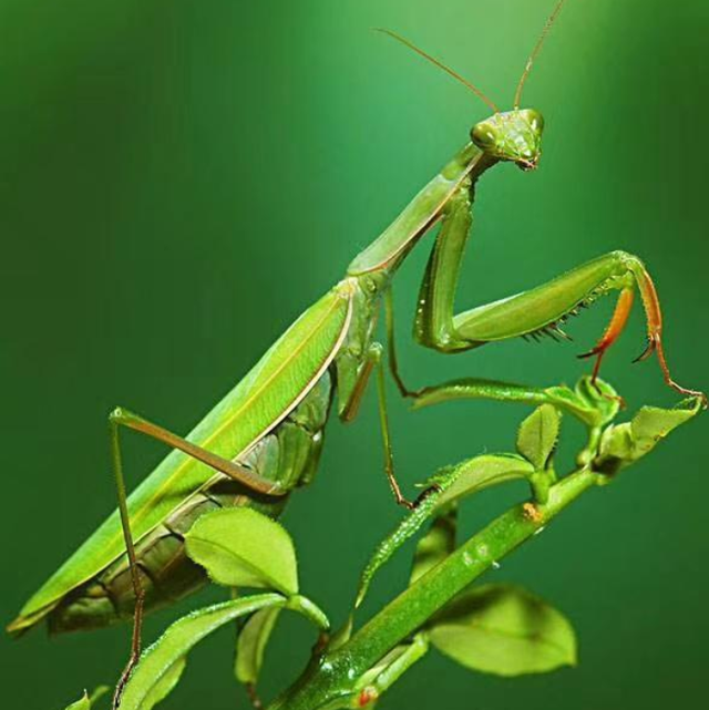 螳螂是什么类型的生物，螳螂的种类是什么（昆虫界的那些恐怖瞬间）