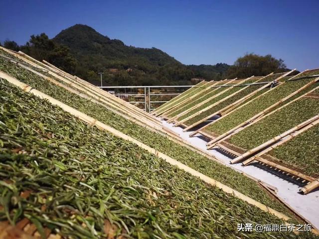 贡眉的功效与作用介绍，福鼎白茶—贡眉