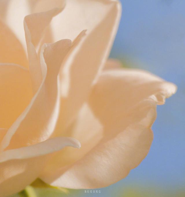 风很温柔 花很浪漫 你很特别 我很喜欢 .，微信头像，风很温柔 花很浪漫 你很特别 我很喜欢 .（唯美花朵头像，请收下）