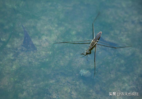 水蜘蛛为什么可以在水上行走，水蜘蛛为什么可以在水上行走呢（人送外号“水上漂”）