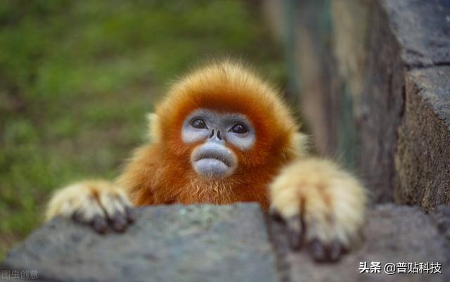 高频信号分为哪三种，高频信号按作用可分为哪几种（低频、高频和超高频RFID电子标签有何区别）