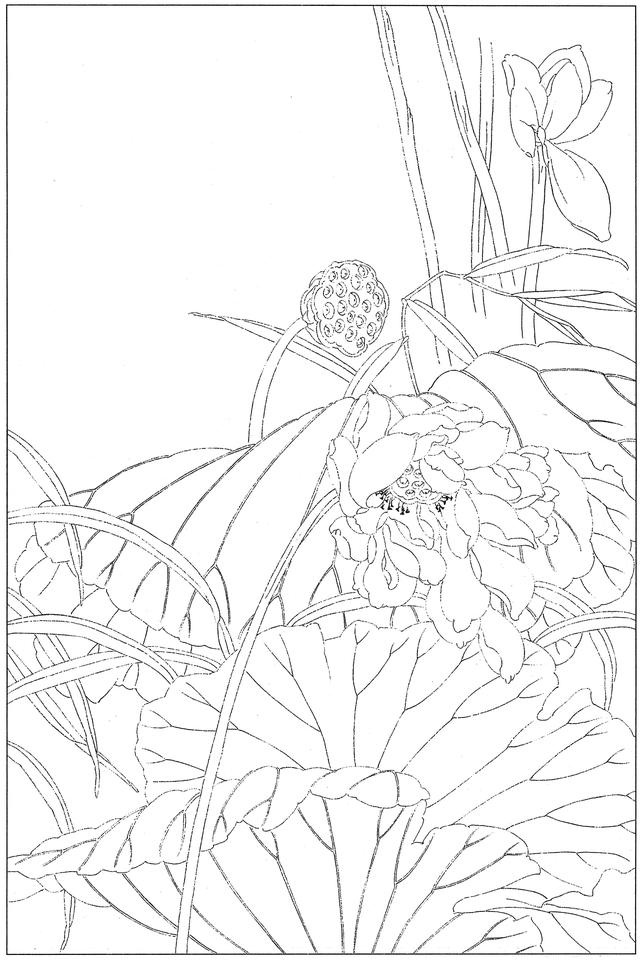 工笔荷花白描，高清工笔荷花白描 110幅