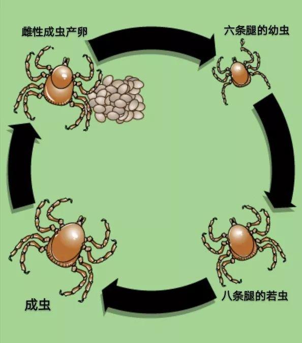 防止蜱虫爬身上涂抹什么，被蜱虫咬了擦什么药膏（又是一年春来到）