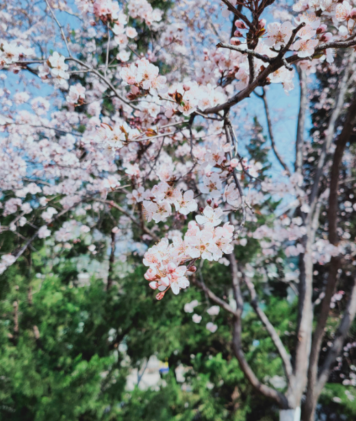 欲钱去树上找一找，欲钱去树上找一找是什么生肖（路过花瓣都能落头上）