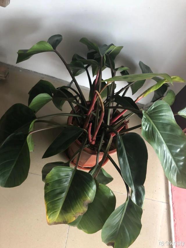 吸收甲醛的植物，哪种植物具有吸收甲醛的功能（净化空气最厉害）