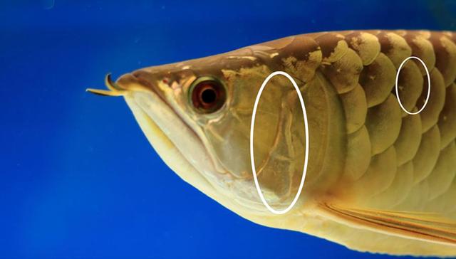 高背红尾金龙鱼，高背金龙鱼的简介-高背金龙鱼的配对方法（鱼友当自强——学会辨识金龙品种和泡药鱼）