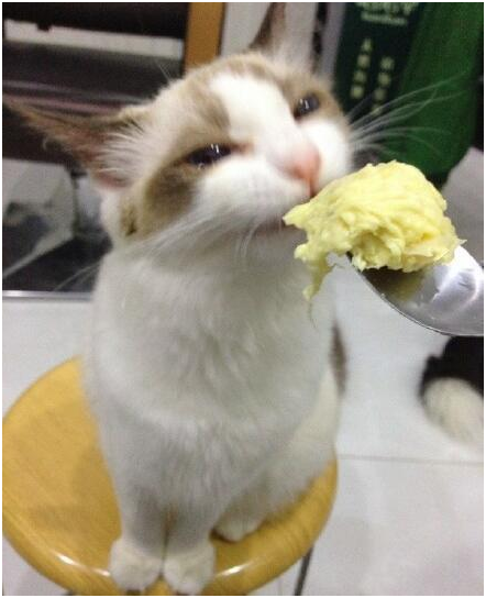 猫可以吃哪些水果，猫能吃什么水果（这只猫咪居然是吃榴莲狂魔）