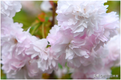 中国樱花有几个品种，中国樱花树品种（这81种樱花）