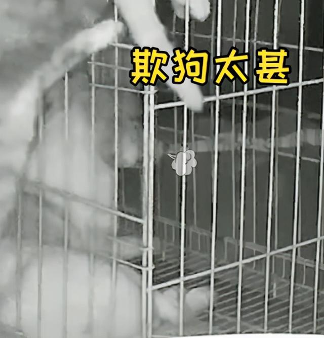 狸花猫是土猫吗，狸猫是土猫吗（那些年嘲笑狸花是小土猫的人）