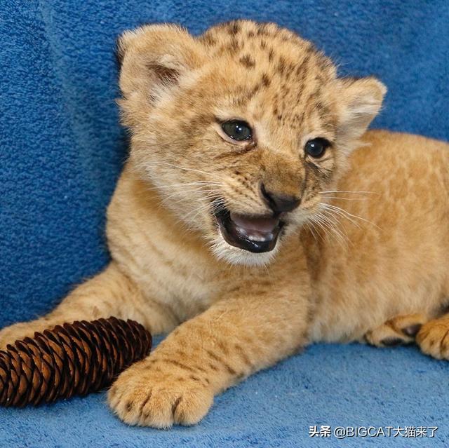 美轮美奂指什么动物，美轮美奂象征哪种动物（新版狮子王中的小辛巴原型竟是一只小母狮）