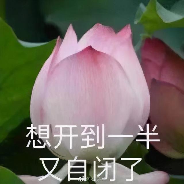 伏尔加的鱼 为什么是骂人的,伏尔加的鱼(台湾货轮神转折获救经历)