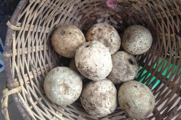 印度特产水果介绍，印度特产水果介绍图片（印度最“硬”水果）