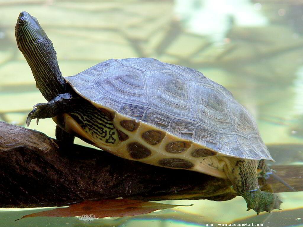 安南龟,人工繁育技术成熟