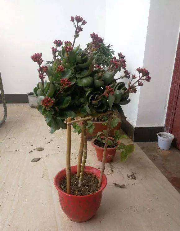 最漂亮的棒棒糖图片，如何画出漂亮的棒棒糖（长寿花半年养成“长寿树”）