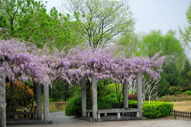 紫藤花几月份开花，那一抹抹浪漫紫梦幻了济南的春天