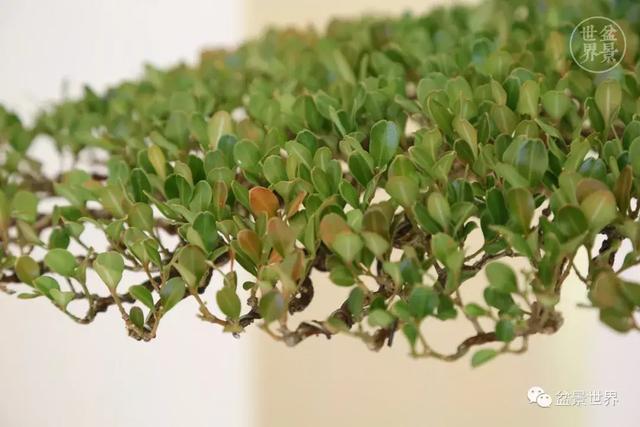 黄杨木盆景养护注意事项，怎样养黄杨木盆景（一组黄杨盆景精品欣赏）