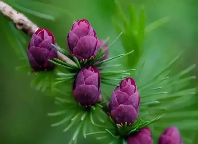 松树是什么样子的，松树长什么样子图片（科普答疑：松树会开花吗）