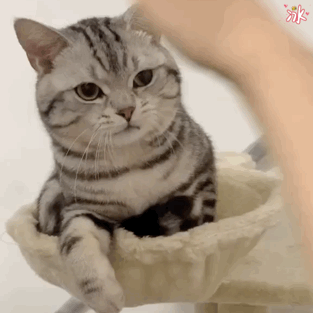 猫界最通人性的6种猫，最“通人性”的几种猫