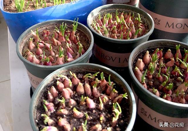 香葱的种植方法和时间，小香葱种植时间和方法介绍（香葱小盆栽）