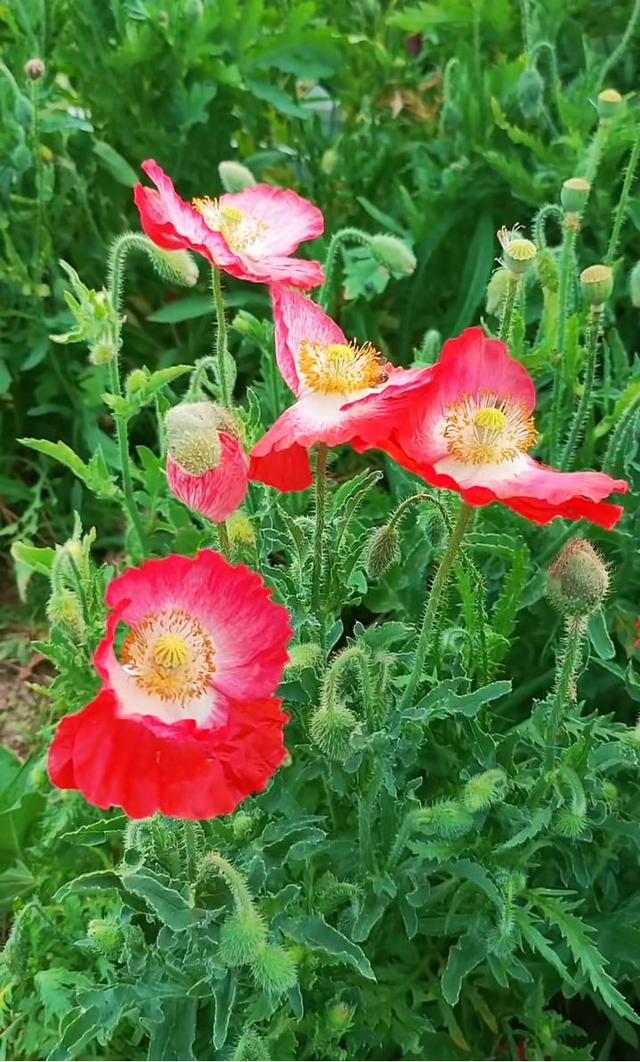 花头像图片大全，好看的花儿头像微信（相遇的瞬间）