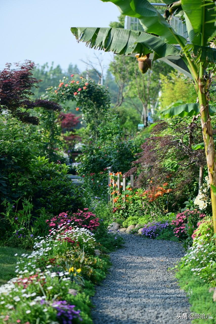 角堇一年开几次花，角堇一年生吗（一整面风车茉莉的花墙被拆掉了）