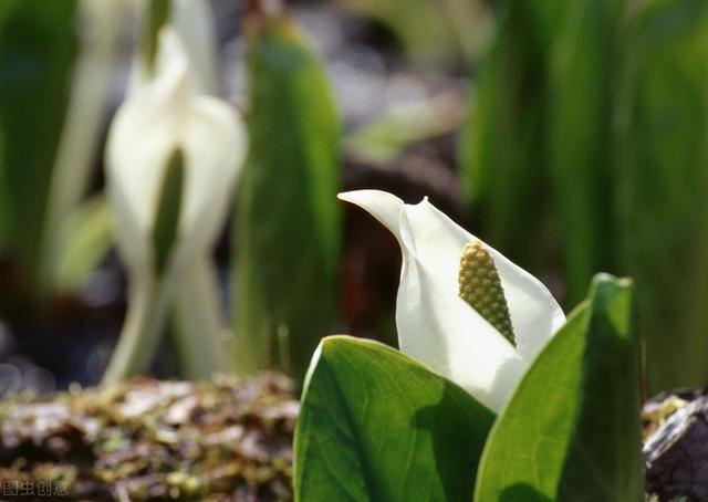 神奇的植物有哪些，世界上最神奇的植物（十种奇特的自然界植物）