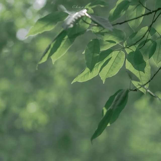 背景图ins风，ins风背景图——我们的夏天