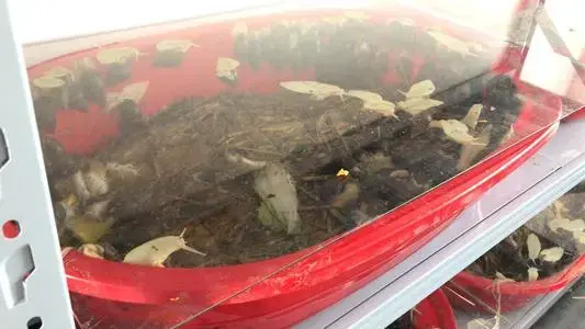 怎么养蜗牛蜗牛吃什么，90后夫妻1间空房2人操作养蜗牛