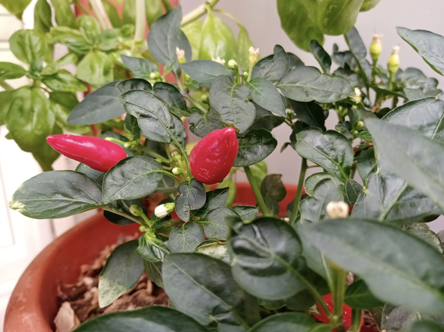 荣耀畅玩9a参数4+128，荣耀畅玩9A评测