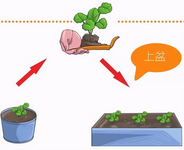 三色堇什么时候开花，三色堇在什么季节开花（这样栽培三色堇才能“情深色浓意绵长”）