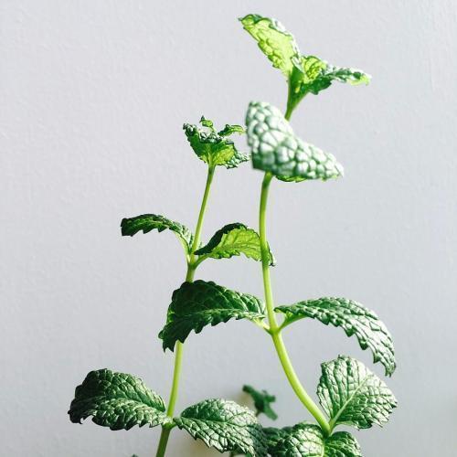盆栽薄荷怎么养，薄荷盆栽怎么养（薄荷养护大全在这里）
