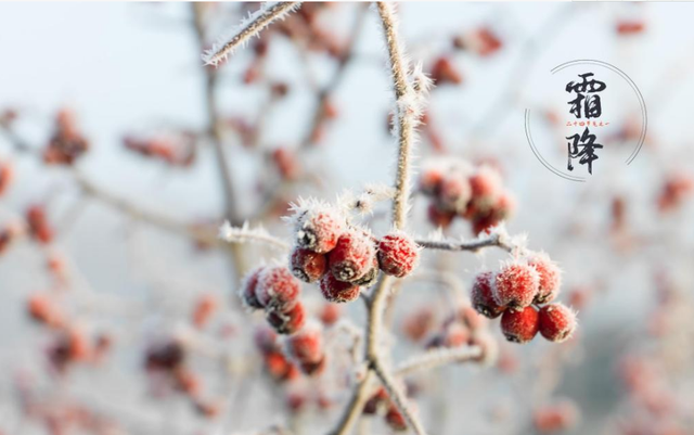 关于霜降的诗句 古代诗人写霜降的诗词，关于霜降的诗句（欣赏最后秋天的美景）