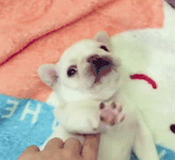 呆萌狗狗，呆萌狗狗道具（呆萌+有趣+憨厚图片）