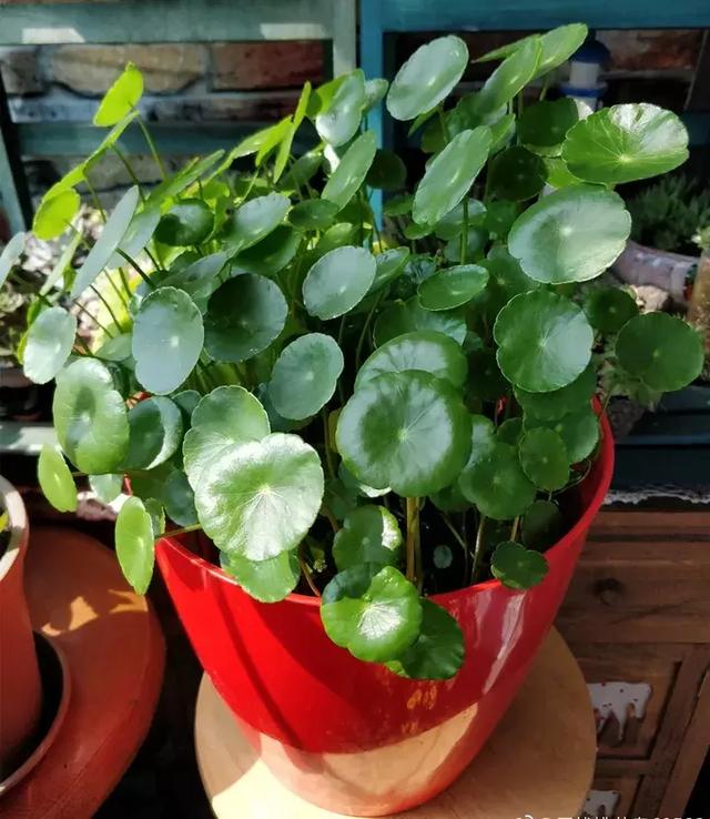 绿萝好养吗,绿萝怎样栽培(绿萝竟然排在倒数第1) 绿萝好养吗,绿萝怎样栽培(绿萝竟然排在倒数第1)