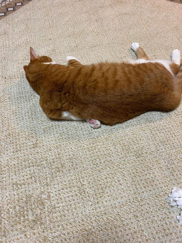 可爱表情包.抱我的小猫腿舔我的jio，微信头像，可爱表情包.抱我的小猫腿舔我的jio（却把评论区逼成了恋jio癖哈哈哈）