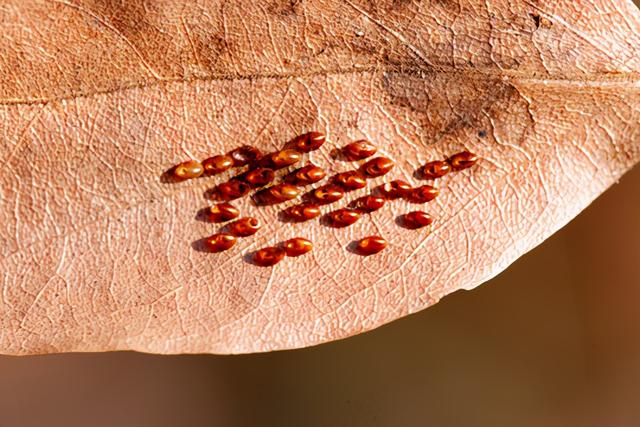 阴虱怎么治疗，阴虱怎么治疗硫磺软膏（30年前男女老少都长虱子）