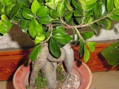 人参榕盆栽养护方法，人参榕盆栽养护方法视频（人参榕盆景的换盆方法）
