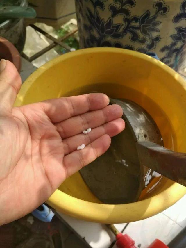 如何自制氮肥，自制氮肥怎么做（氮磷钾肥别买了）