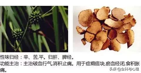 鸡肠风的功效与作用，史上最全中草药图谱