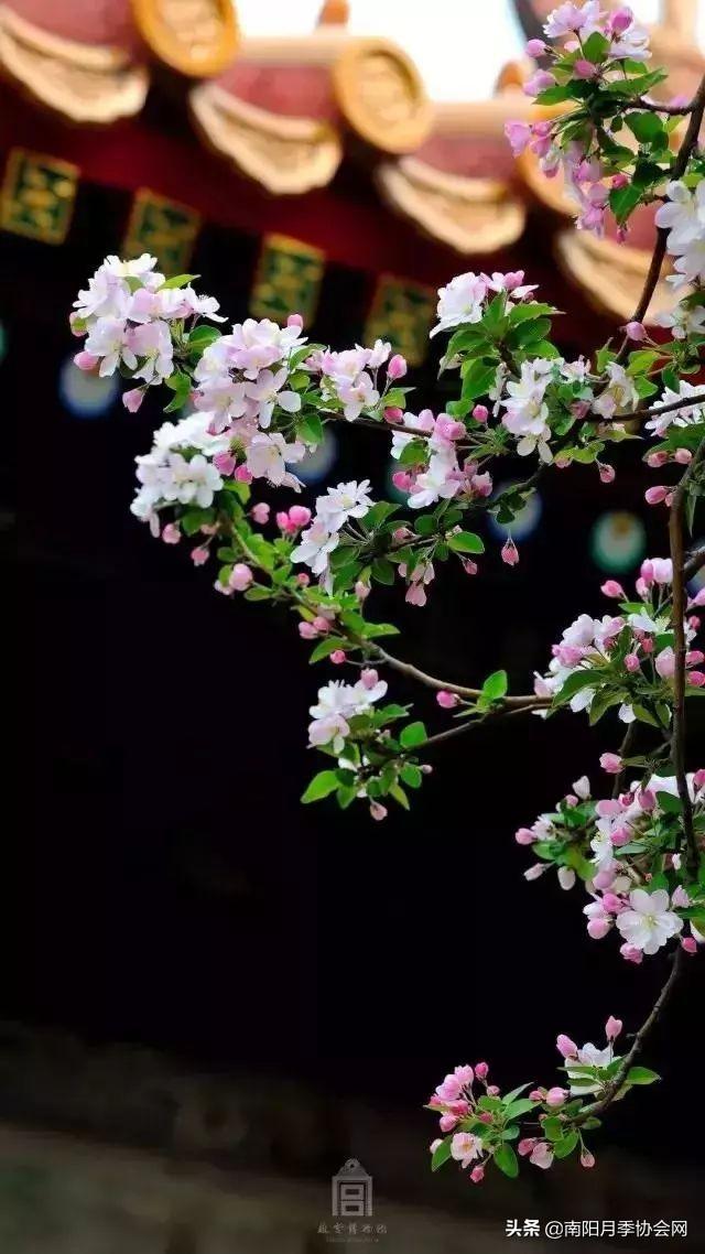 醉西施海棠花什么时候开,醉西施海棠几年开花(为何大地宠柳娇花)