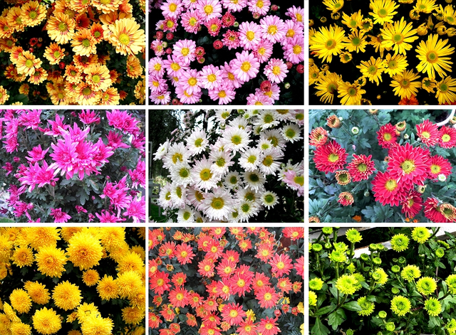 还来就菊花的意思，待到重阳日还来就菊花的意思（花中四君子的菊花你了解多少）