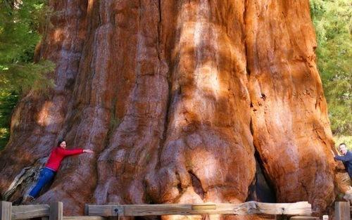 最大的动物，地球已有的最大动物、植物、真菌都是啥（最大的动物体重约多少吨）