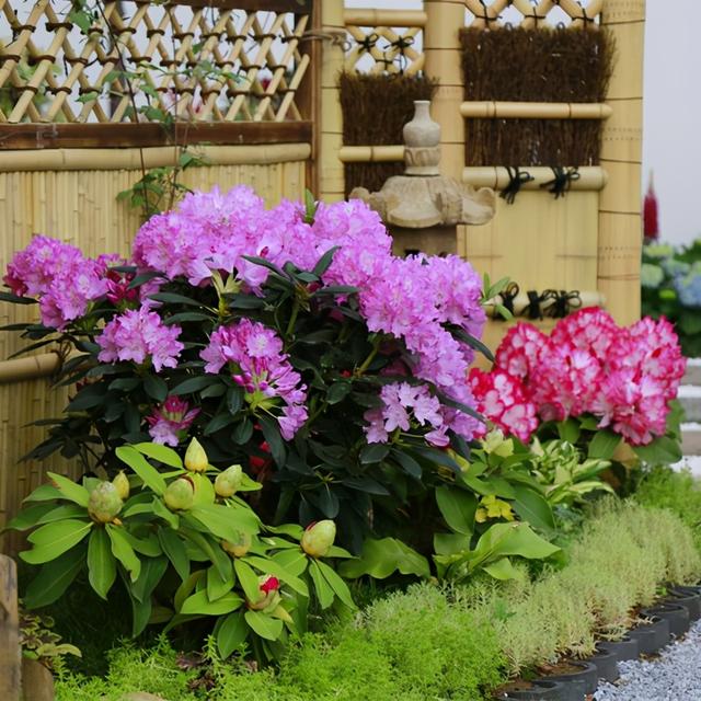 杜鹃花有毒吗，十种招鬼的花（建议别被美丽蒙蔽了）