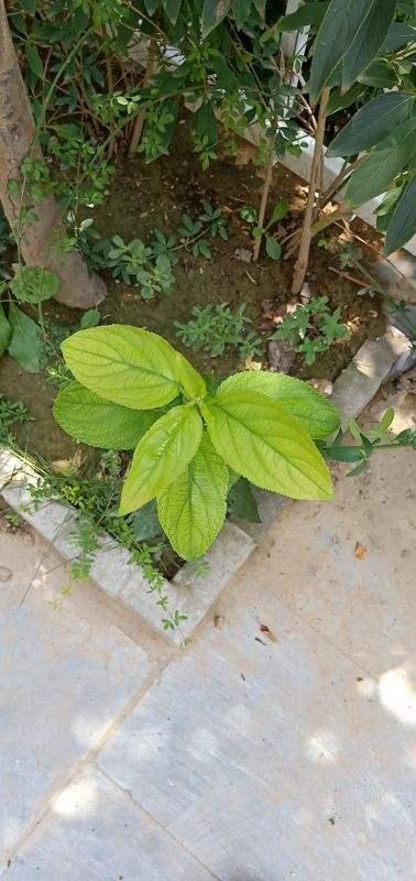 玄参的作用与功效，人参作用功能主治（药店里很贵的玄参）