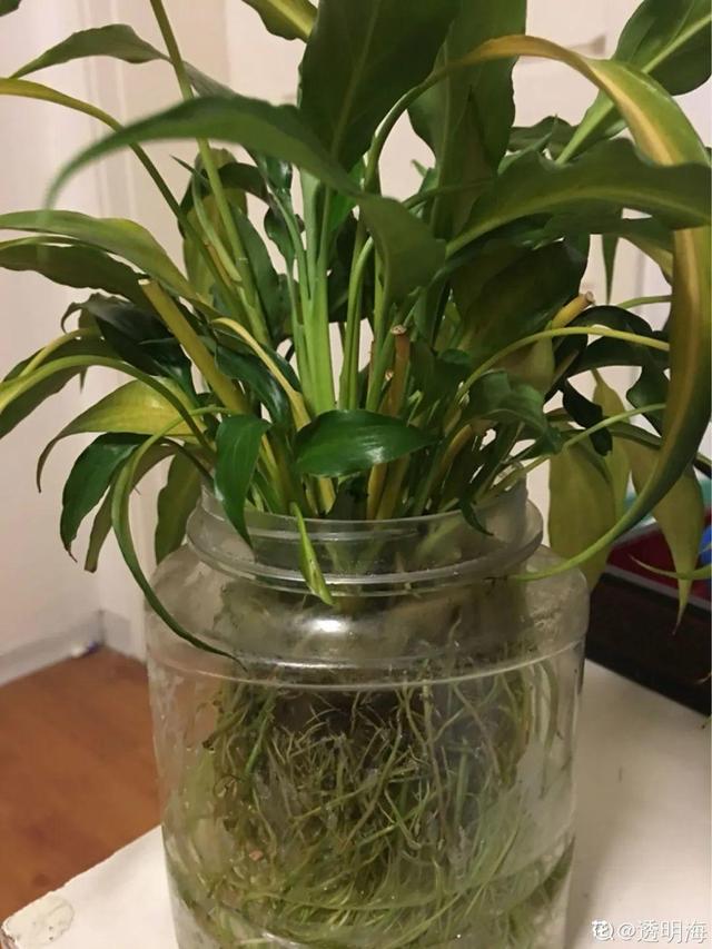 虎刺梅生虫怎么解决，虎刺梅长虫子怎么办（离太近都不好）