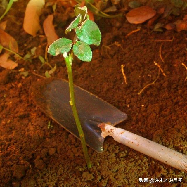 月季为什么不开花只长叶子，月季不开花只长叶子的原因处理方法（月季瘦弱、枝叶稀疏不开花怎么办）