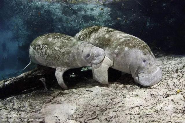 世界上有美人鱼吗，世界上有美人鱼吗真实视频（大海中真实存在的美人鱼）